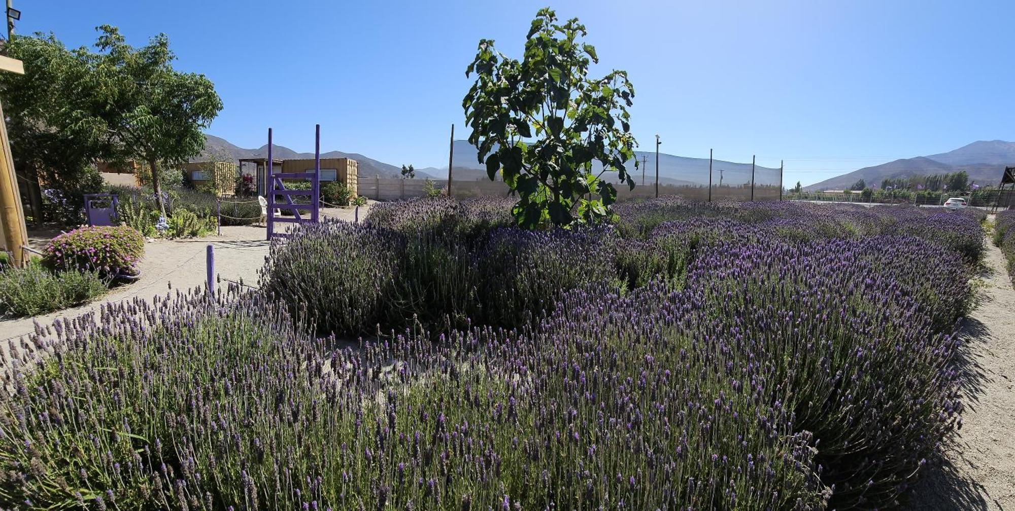 Lavanda Del Valle Vicuña Exterior foto